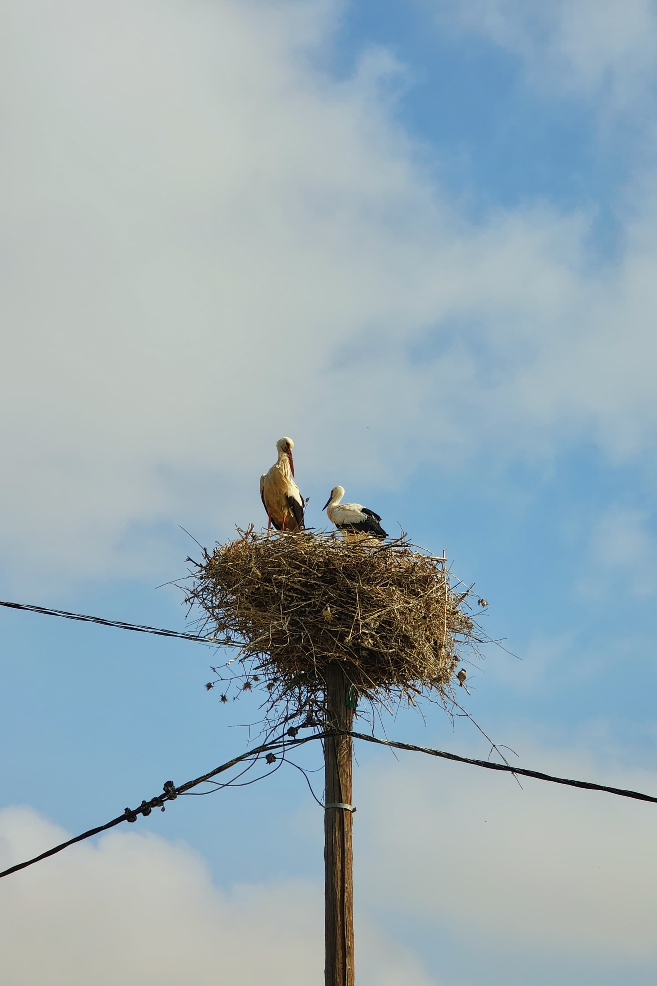Storks gathered together in their natural habitat